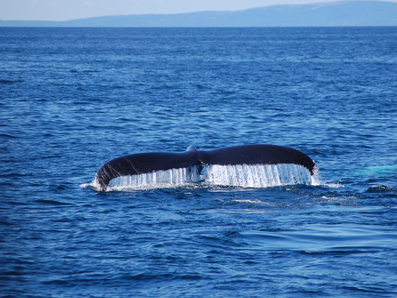 2014-09-08 13.24.02.jpg - Canada - USA 2014